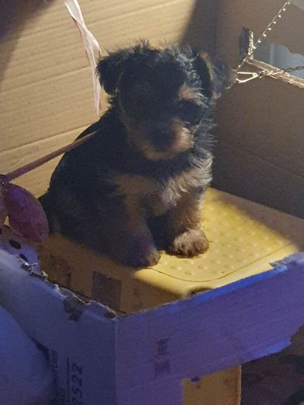 Yorkshire terrier puppies - Image 2 of 3