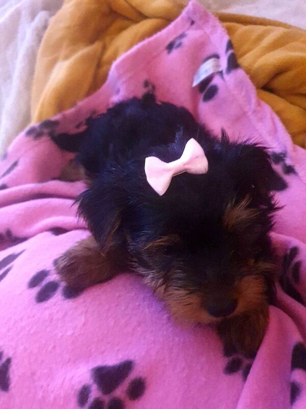 Yorkshire terrier puppies - Image 3 of 3