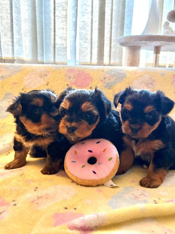 Yorkshire Terrier Puppies For Sale Under £1,000