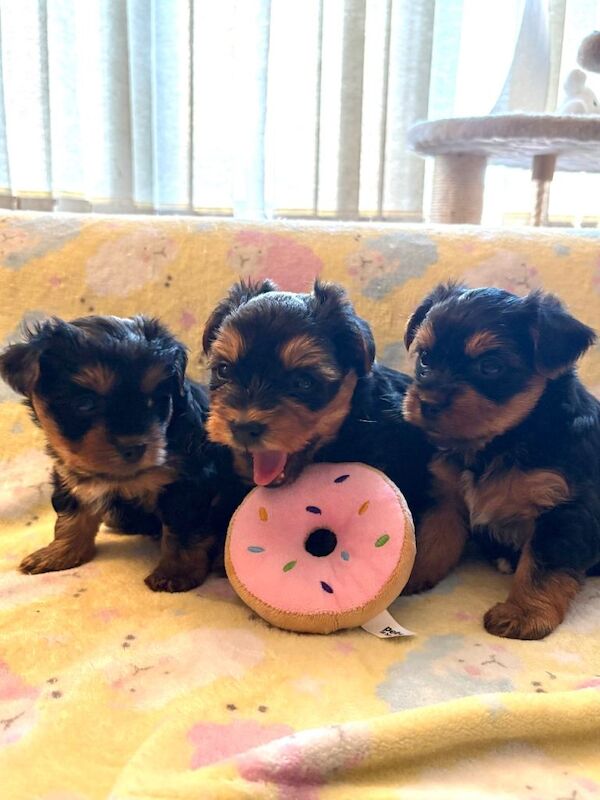 Yorkshire terrier puppies - Image 2 of 4
