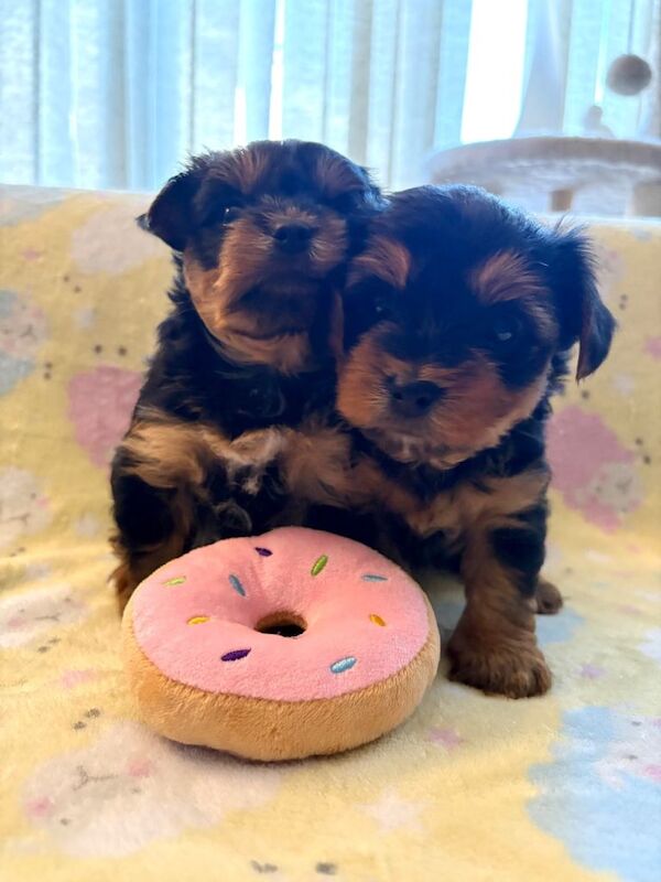 Yorkshire terrier puppies - Image 3 of 4