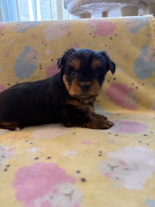 Yorkshire terrier puppies - Image 4 of 4