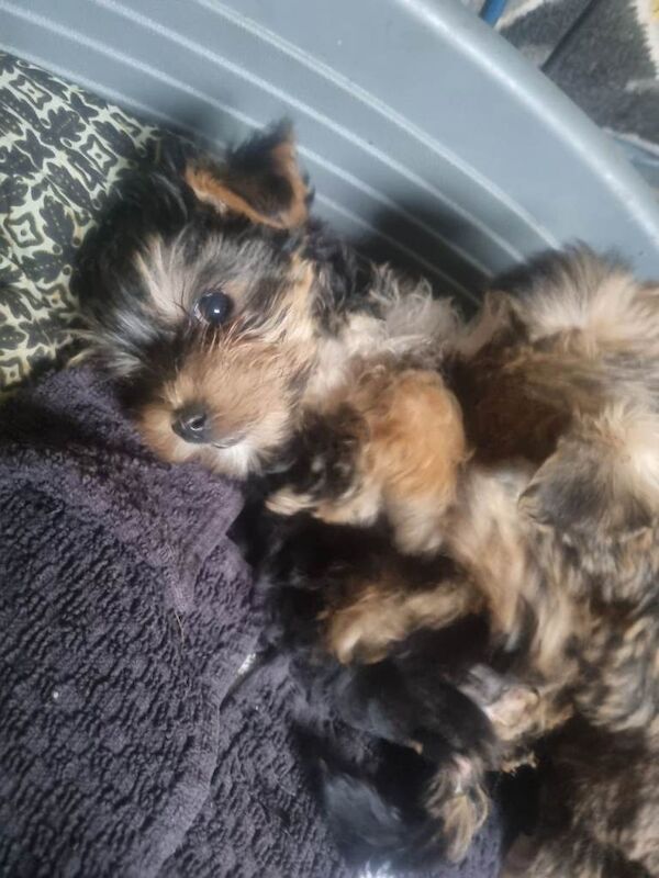 Yorkshire terrier puppies - Image 2 of 4