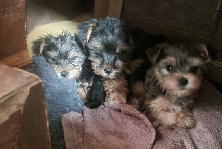 Yorkshire terrier puppies - Image 3 of 4