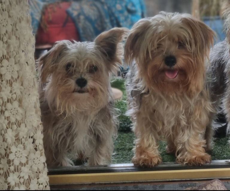 Yorkshire terrier puppies - Image 4 of 4