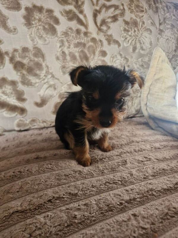 Yorkshire terrier puppies