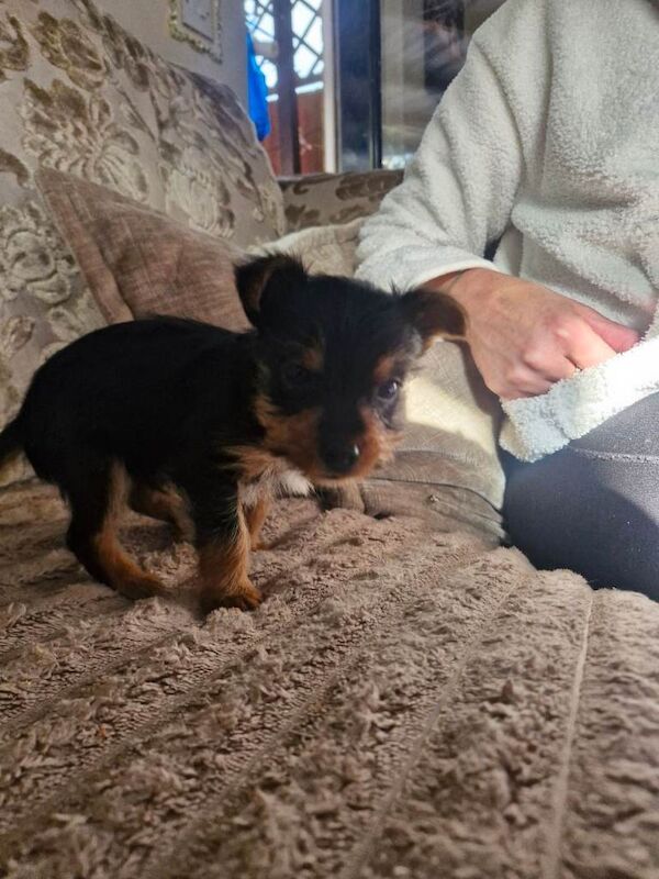 Yorkshire terrier puppies - Image 2 of 5