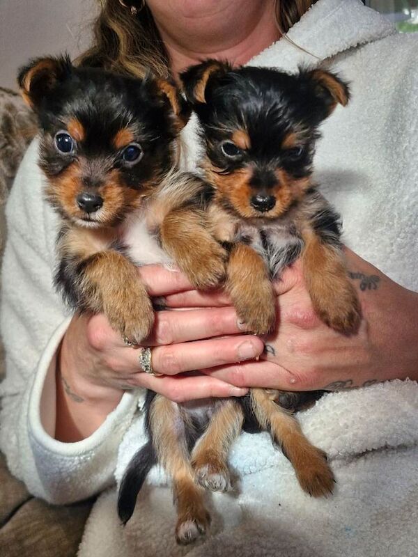 Yorkshire terrier puppies - Image 3 of 5