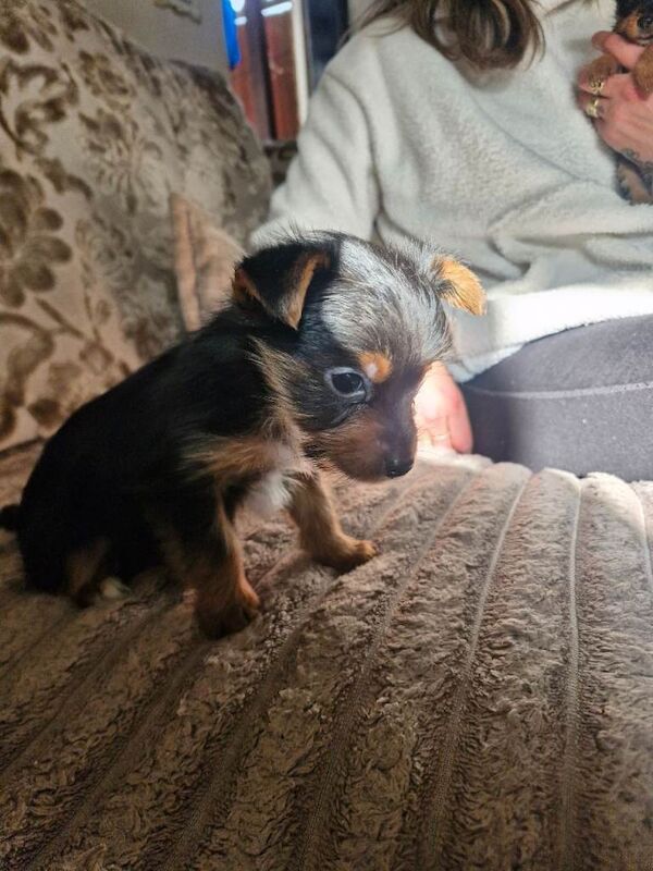 Yorkshire terrier puppies - Image 4 of 5