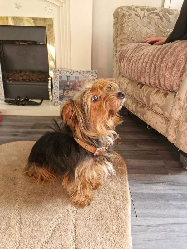 Yorkshire terrier puppies - Image 5 of 5