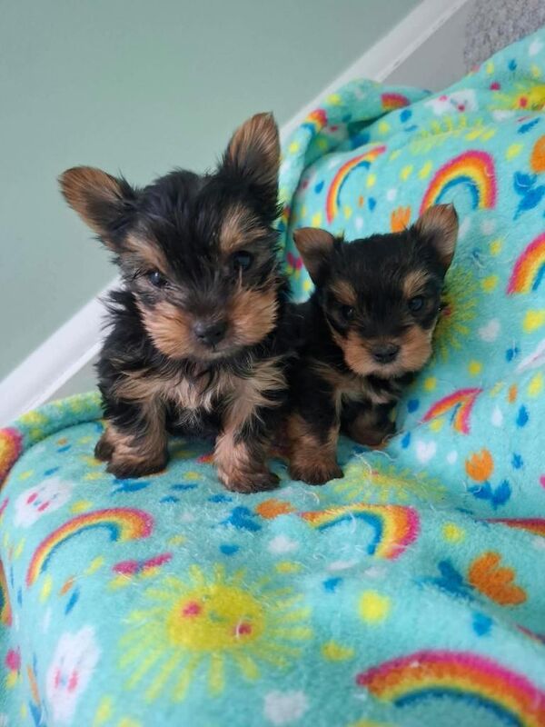 Yorkie Puppies For Sale