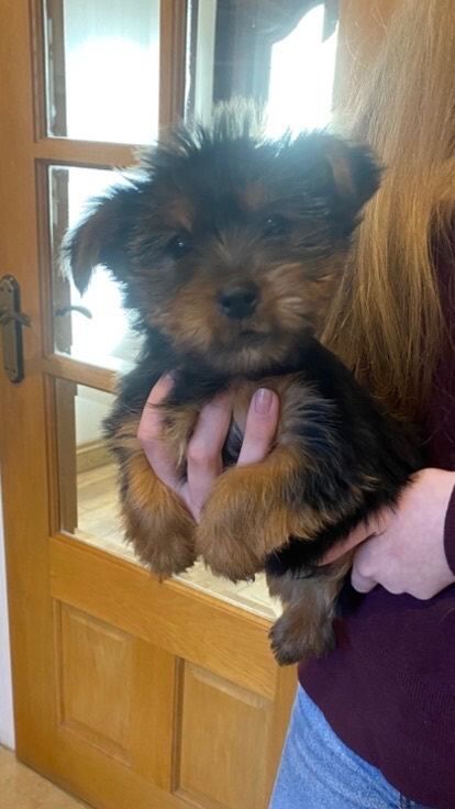 Yorkshire terrier puppies