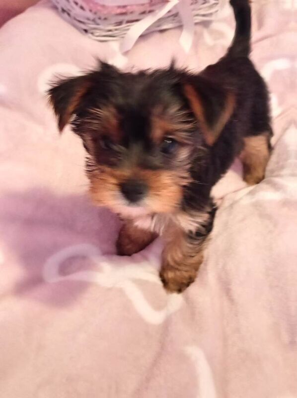 Yorkshire Terrier puppies
