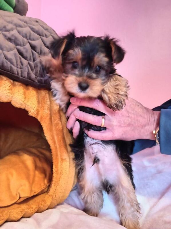 Yorkshire Terrier puppies - Image 2 of 3