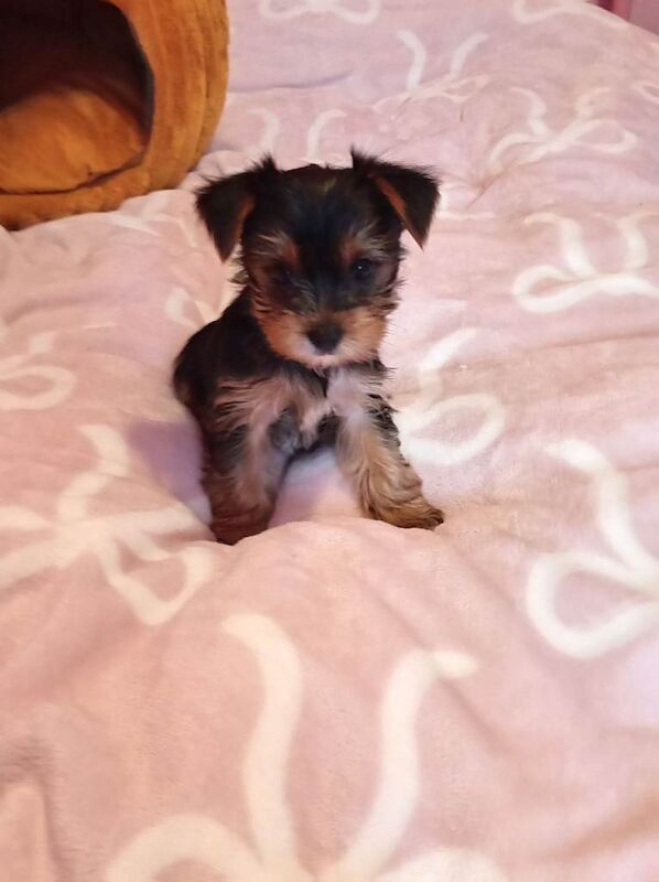 Yorkshire Terrier puppies - Image 3 of 3