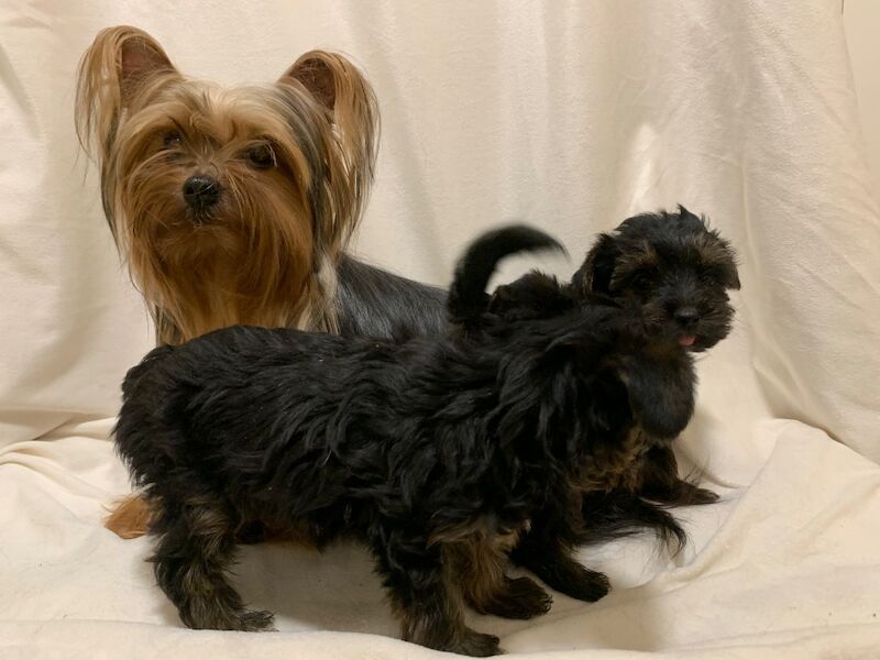 Yorkshire Terrier puppies for sale in Bradford, West Yorkshire – 8 weeks old - Image 5 of 9