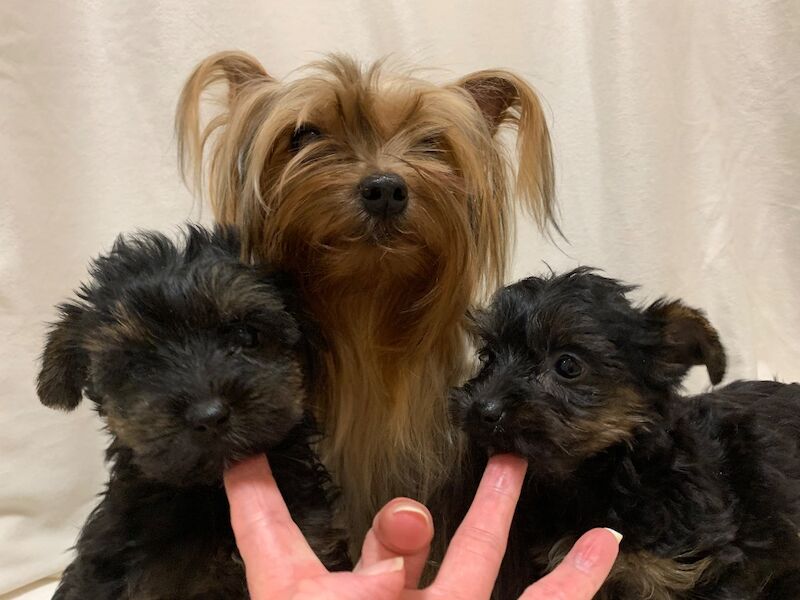 Yorkshire Terrier puppies for sale in Bradford, West Yorkshire – 8 weeks old - Image 7 of 9