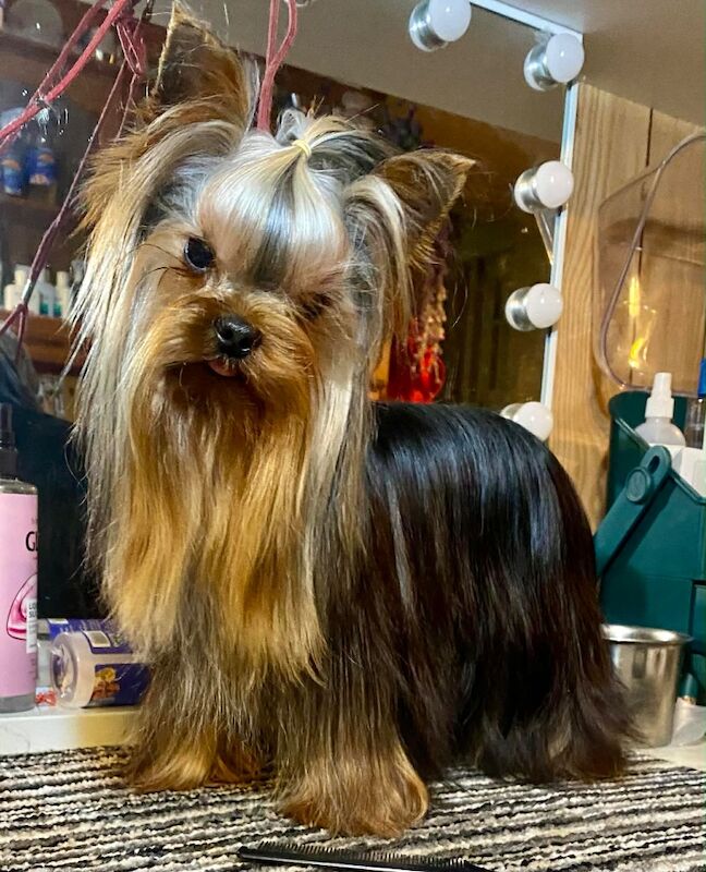 Yorkshire Terrier puppies for sale in Bradford, West Yorkshire – 8 weeks old - Image 8 of 9