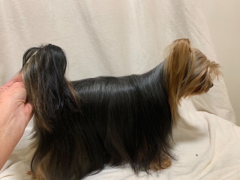 Yorkshire Terrier puppies for sale in Bradford, West Yorkshire – 8 weeks old - Image 9 of 9