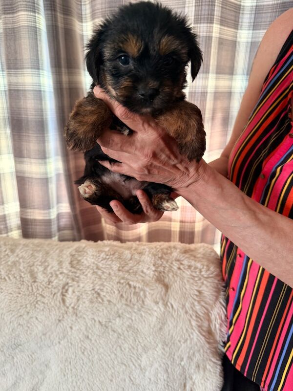 Yorkshire terrier puppies