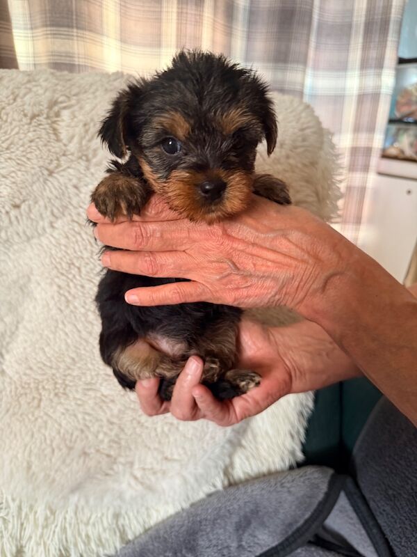 Yorkshire terrier puppies - Image 2 of 9