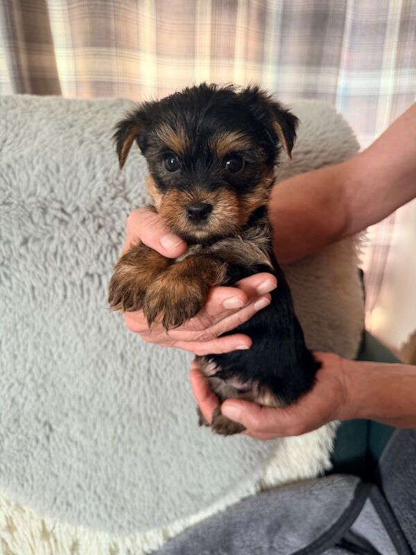 Yorkshire terrier puppies - Image 3 of 9