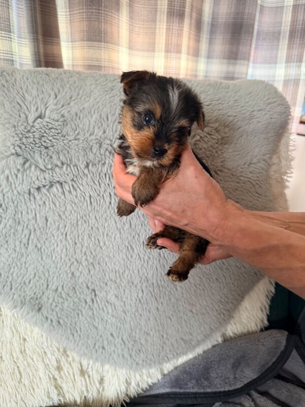 Yorkshire terrier puppies - Image 4 of 9