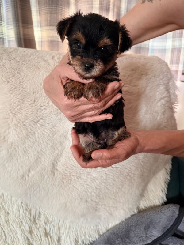 Yorkshire terrier puppies - Image 5 of 9