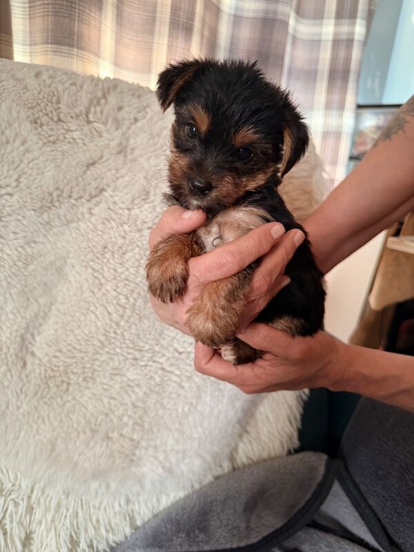 Yorkshire terrier puppies - Image 6 of 9