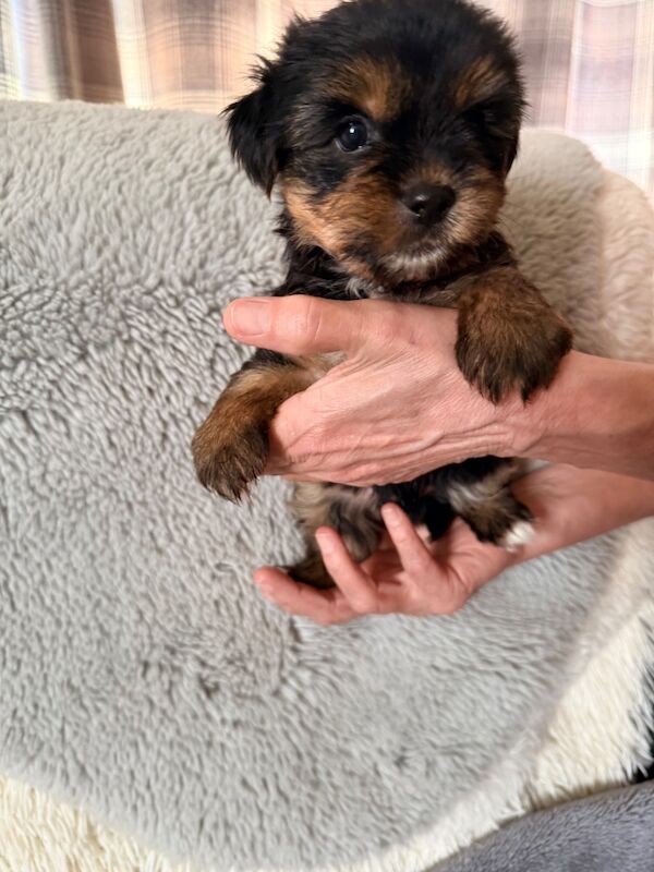 Yorkshire terrier puppies - Image 7 of 9