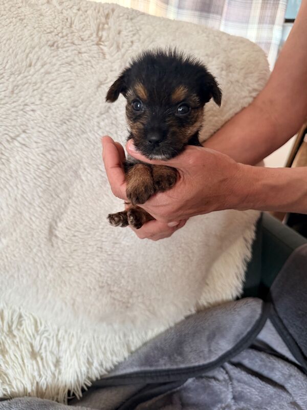 Yorkshire terrier puppies - Image 8 of 9