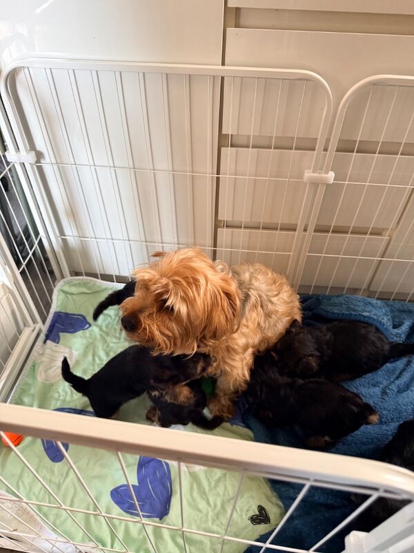 Yorkshire terrier puppies - Image 9 of 9