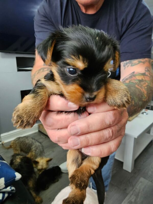 Yorkshire terrier puppies for sale in Washington, Tyne and Wear