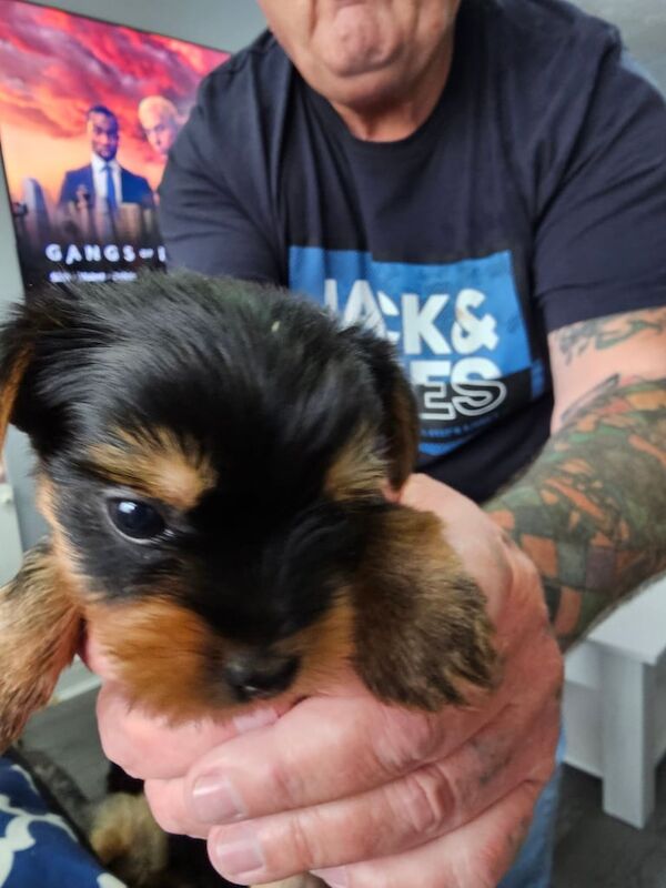 Yorkshire terrier puppies for sale in Washington, Tyne and Wear | Image 2