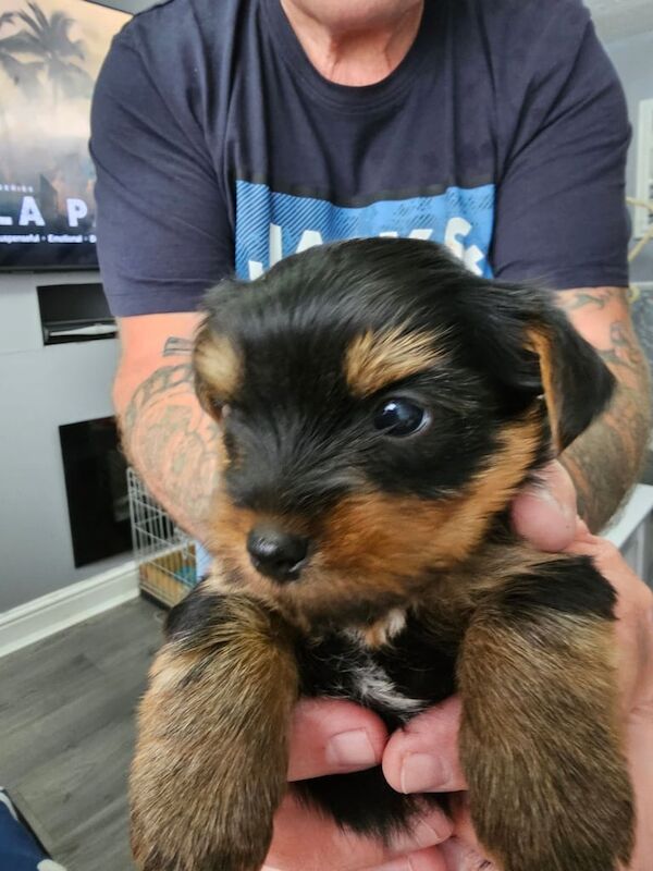 Yorkshire terrier puppies for sale in Washington, Tyne and Wear | Image 3