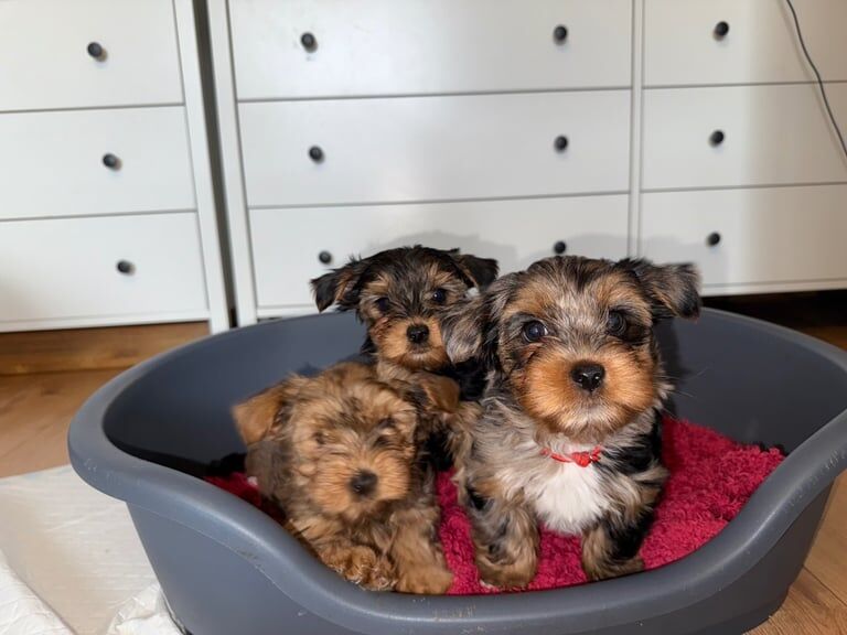 yorkshire terrier puppies for sale in Worcester, Worcestershire