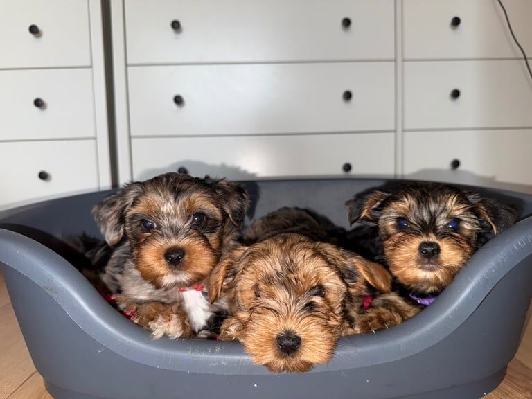 yorkshire terrier puppies for sale in Worcester, Worcestershire | Image 2