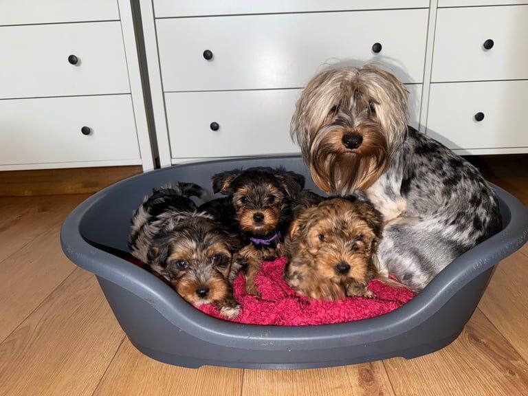 yorkshire terrier puppies for sale in Worcester, Worcestershire | Image 3
