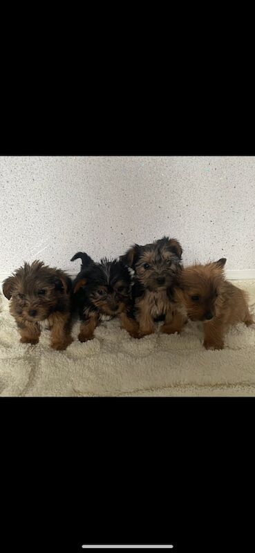Yorkshire Terrier puppies for sale in Northallerton, North Yorkshire – 9 weeks old