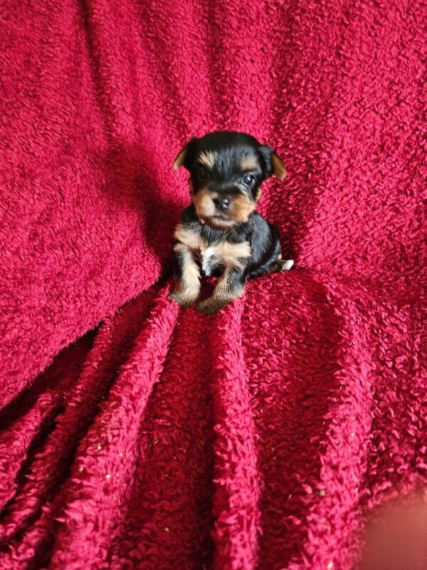 Yorkshire terrier puppies for sale