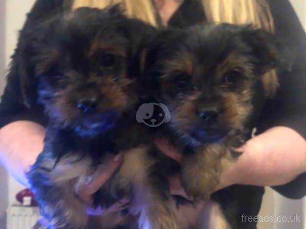 Yorkshire terrier puppies for sale in Dunfermline, Fife