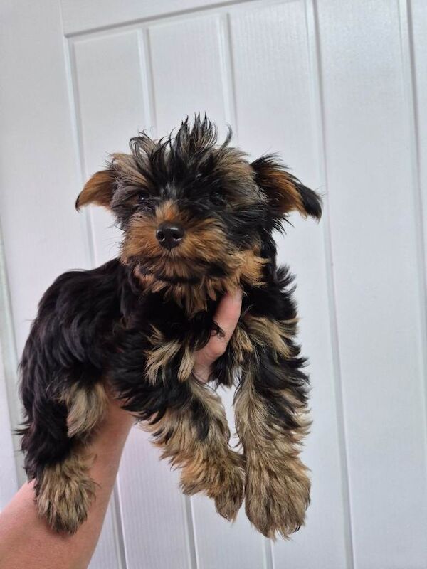Yorkshire terrier puppies girls - Image 2 of 4