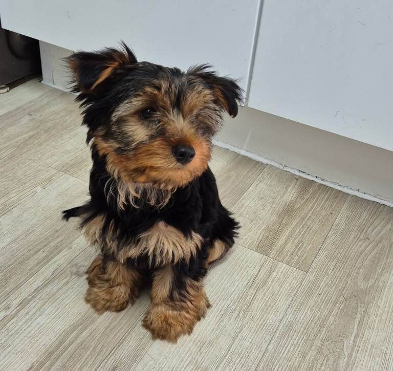 Yorkshire terrier puppies girls - Image 3 of 4