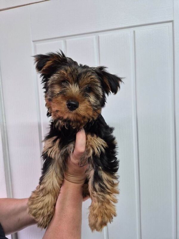 Yorkshire terrier puppies girls - Image 4 of 4