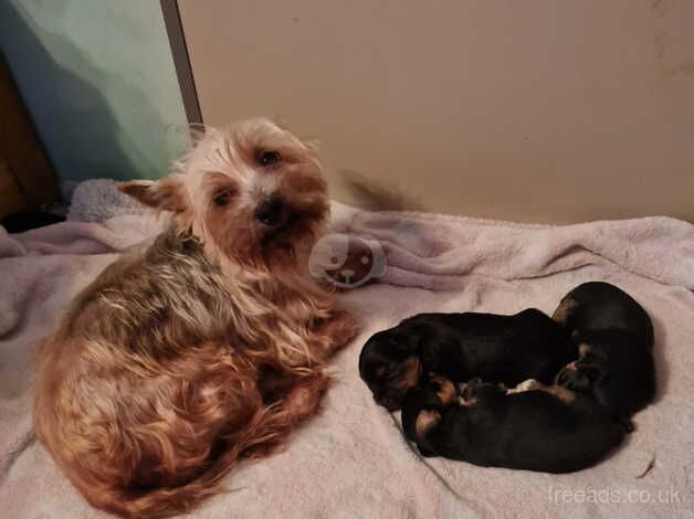 Yorkshire Terrier puppies heart for sale in Corby, Northamptonshire