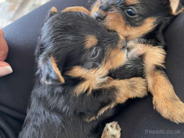 yorkshire terrier puppies for sale in Blackpool, Lancashire
