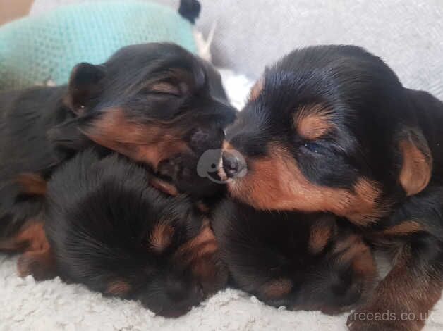 Yorkshire terrier puppies for sale in Charlwood, Hampshire