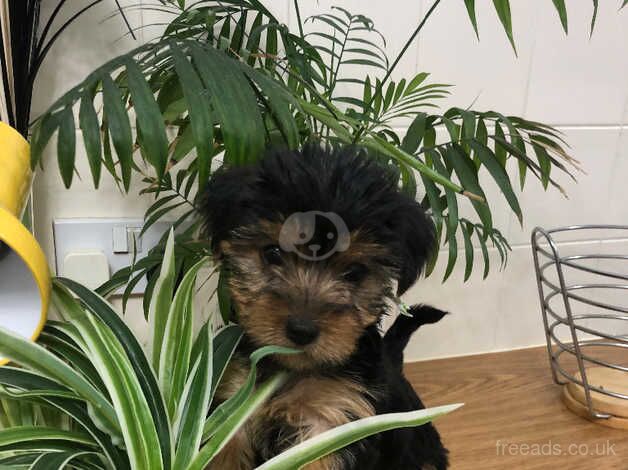 Yorkshire Terrier puppies for sale in Doncaster, South Yorkshire