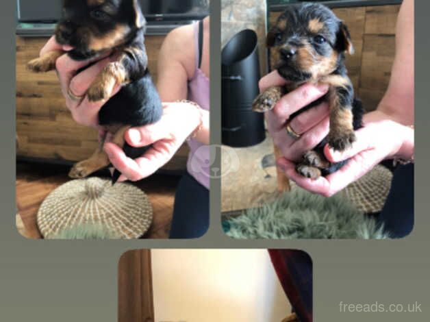 Yorkshire Terrier puppies for sale in Doncaster, South Yorkshire