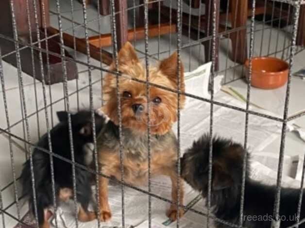 Yorkshire terrier puppies for sale in Leeds, West Yorkshire
